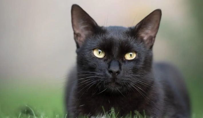 做梦梦见一只黑色的猫,梦到黑色的猫什么预兆